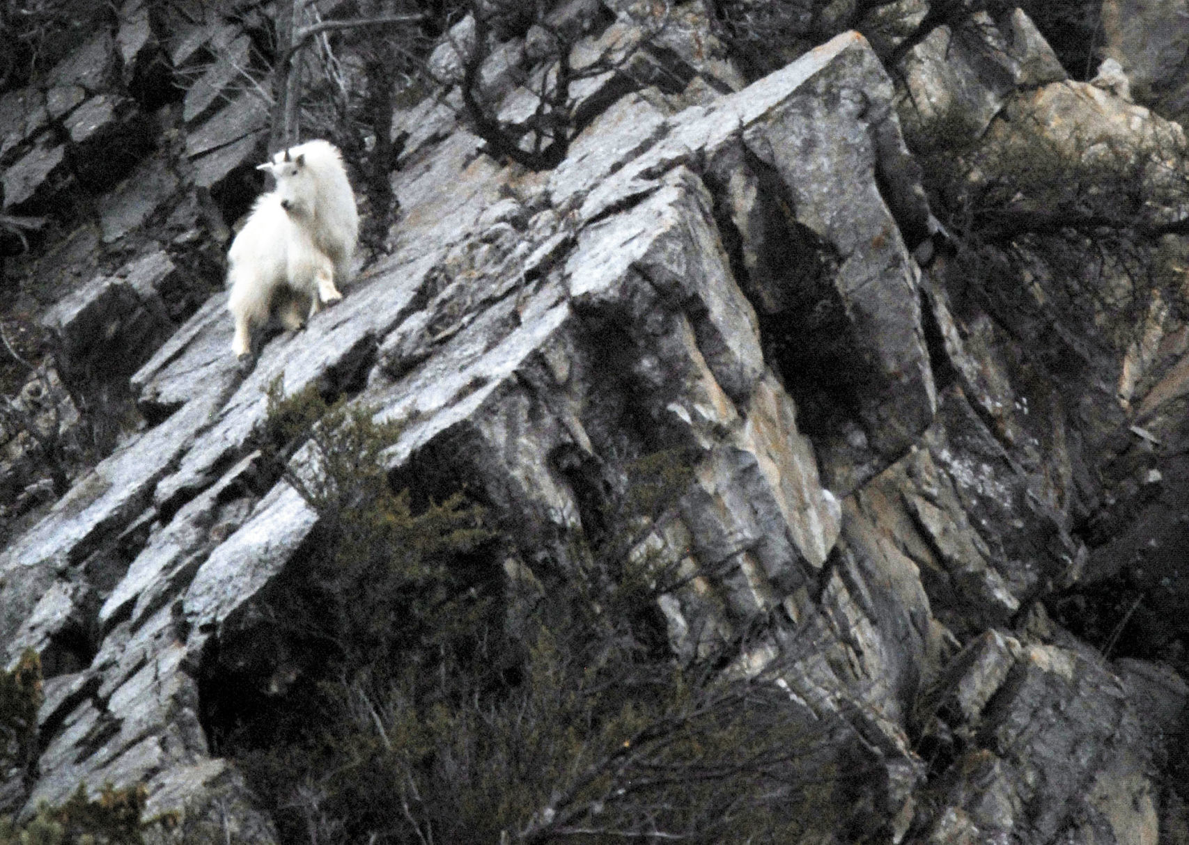 Mountain goats